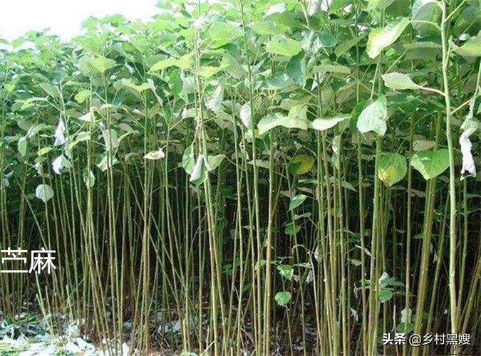 古代纺织的主要原料之一!浅谈苎麻在古代的重要性,及种植和发展